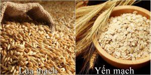8 lợi ích cho sức khỏe từ hạt lúa mạch