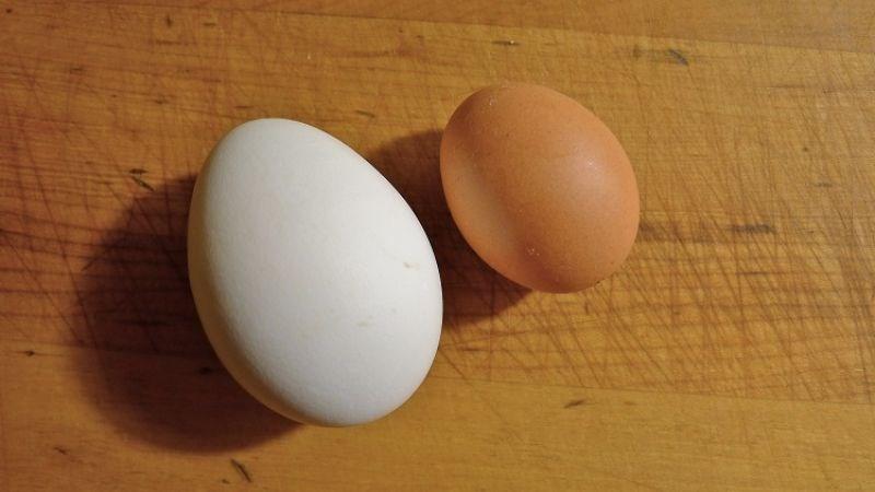 1 quả trứng gà bao nhiêu calo? Ăn nhiều trứng gà có tốt không?