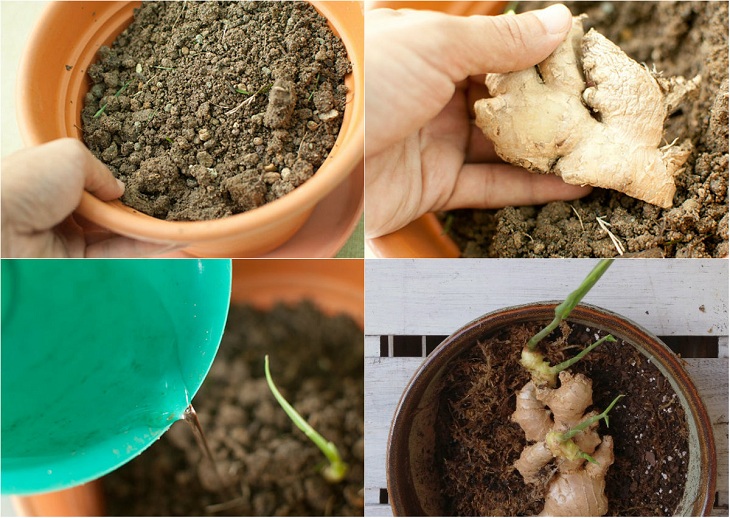 Cách trồng 8 loại cây gia vị trong bếp, ăn thoải mái, tự trồng hết