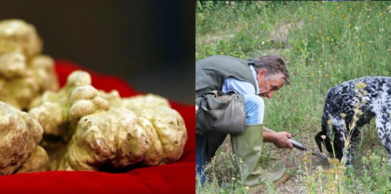 Cây nấm được coi như ‘kim cương’ trong ẩm thực, có giá hơn 4000 USD và được săn lùng khắp thế giới