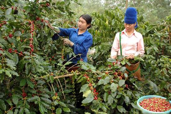 Cơ hội xúc tiến thương mại, tiêu thụ mặt hàng cà phê Việt Nam tại Ấn Độ