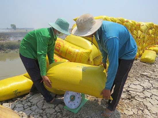 Giá gạo trong nước tăng 50 đồng/kg