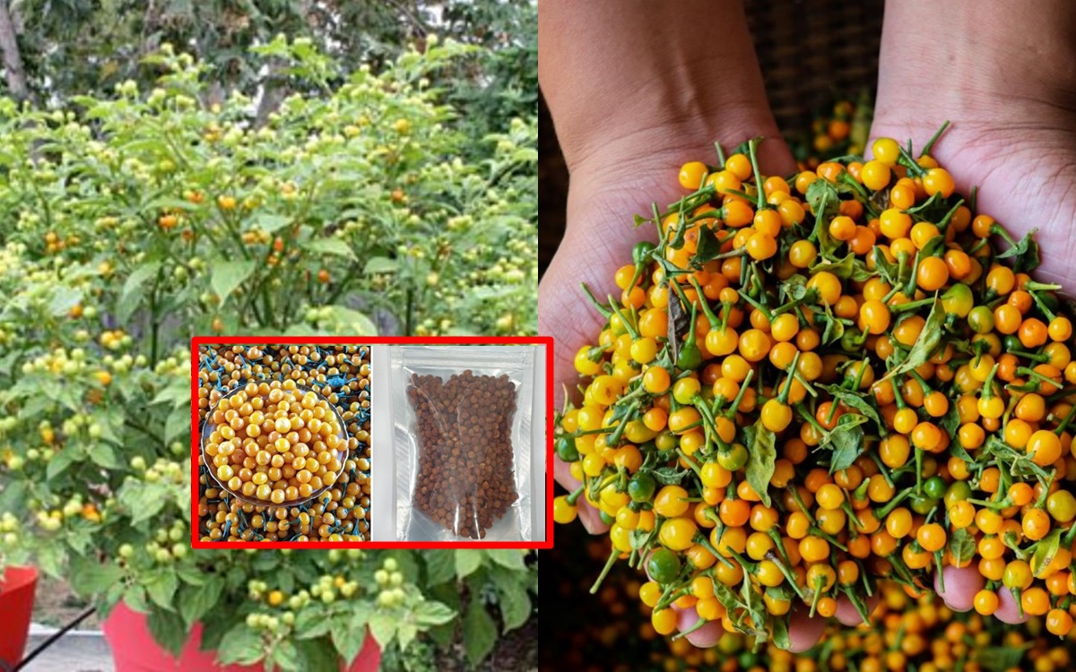 Loại gia vị đắt đỏ thuộc hàng bậc nhất thế giới được trồng nhiều ở Việt Nam: Đắt đến từng gram