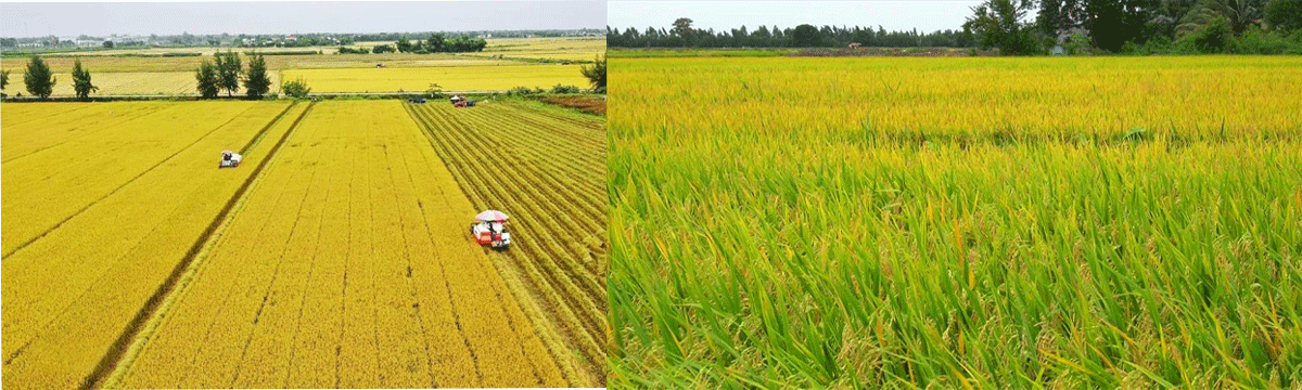 Thông tin về tỉnh có diện tích trồng lúa lớn nhất Việt Nam, sản lượng đạt hơn 4 triệu tấn mỗi năm