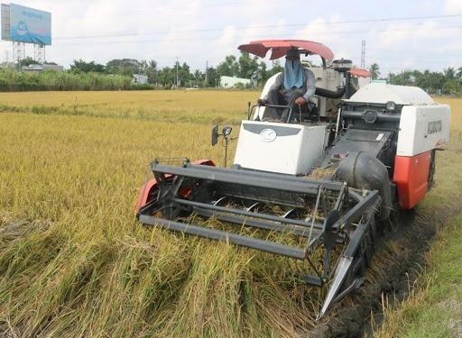 Giá gạo hôm nay 18/9: Giá gạo quay đầu giảm, gạo tiếp tục tăng