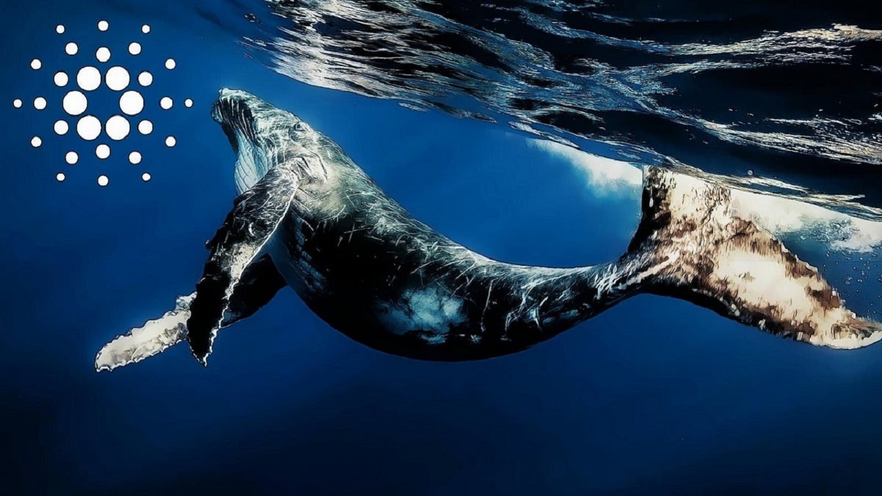 Cá voi tích lũy giúp khối lượng giao dịch của Cardano tăng 130% trong 24 giờ qua