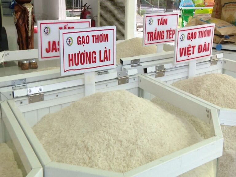Giá xuất khẩu đảo chiều, gạo Việt thua lỗ