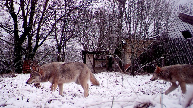 Hé lộ khả năng bất ngờ của sói Chernobyl