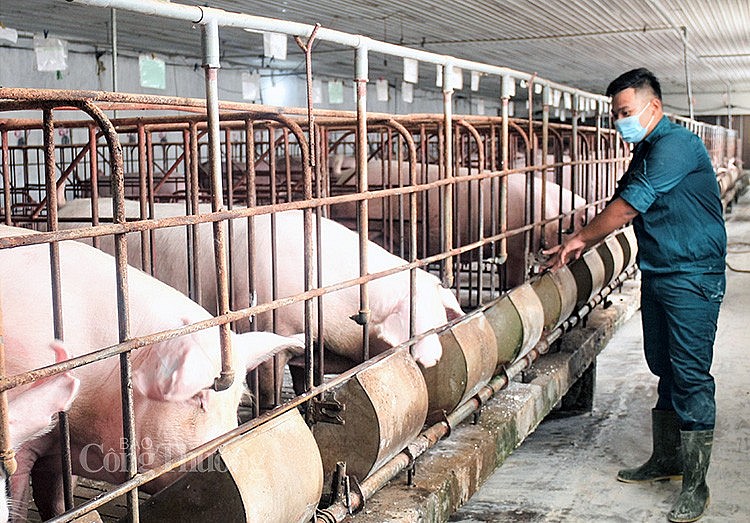 Giá lợn hơi hôm nay 23/02/2024: Tăng nhẹ 1.000 đồng/kg